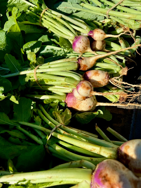 Turnips with Tops - *Sold Out*